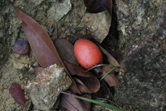 Gnetum luofuense