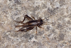Loxoblemmus equestris