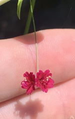 Boerhavia gracillima