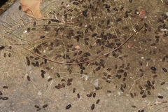 Armadillidium vulgare