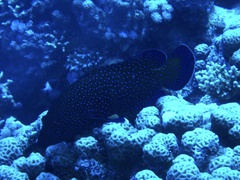 Cephalopholis argus