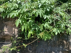 Boerhavia gracillima