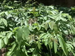 Boerhavia gracillima