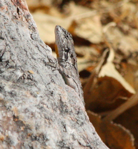 Urosaurus bicarinatus