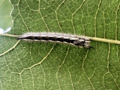Apatelodidae