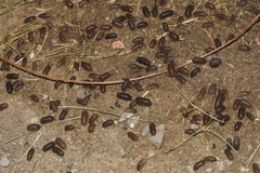 Armadillidium vulgare