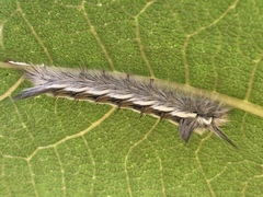Apatelodidae