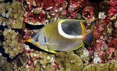 Chaetodon ephippium