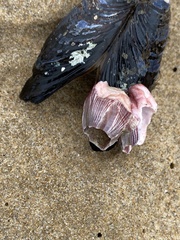 Megabalanus californicus