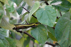 Dendrelaphis punctulatus