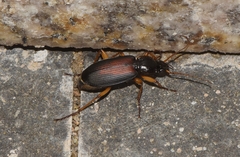 Dolichus halensis