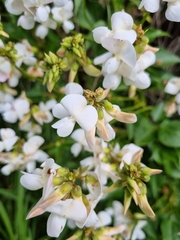 Dipogon lignosus