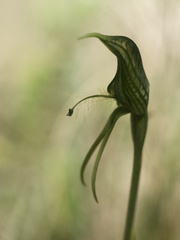 Pterostylis unicornis