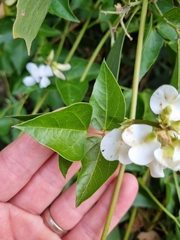 Dipogon lignosus