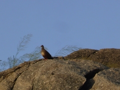 Ptilopachus petrosus