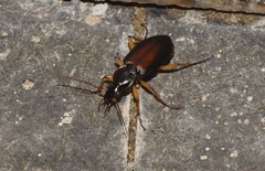 Dolichus halensis