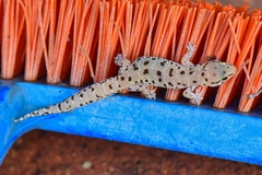 Pachydactylus capensis