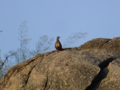 Ptilopachus petrosus