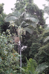 Archontophoenix alexandrae