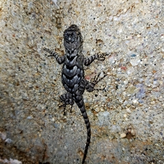 Sceloporus clarkii