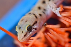 Pachydactylus capensis