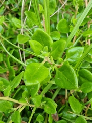 Tetragonia implexicoma