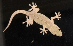 Gekko swinhonis