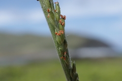 Panicum fauriei
