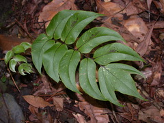 Cyrtomium anomophyllum