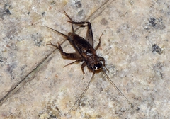 Loxoblemmus equestris