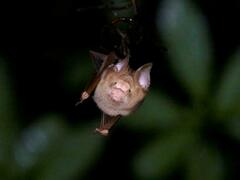 Hipposideros diadema