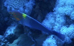 Halichoeres hortulanus