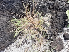 Panicum fauriei