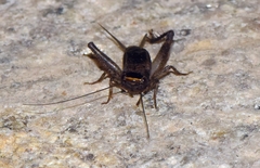 Loxoblemmus equestris