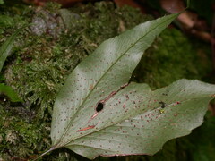 Cyrtomium taiwanianum