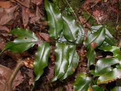 Cyrtomium taiwanianum