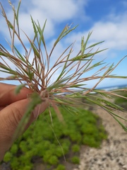 Panicum fauriei