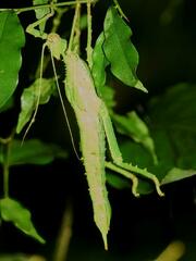Heteropteryx dilatata