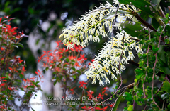 Dendrobium speciosum