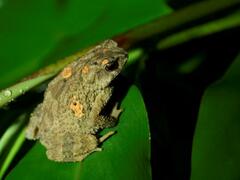 Ingerophrynus parvus