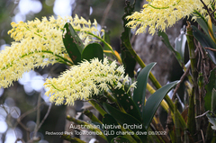 Dendrobium speciosum