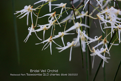 Dendrobium teretifolium