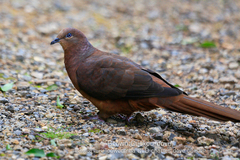 Macropygia phasianella