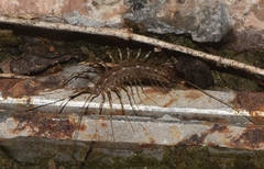 Scutigeridae