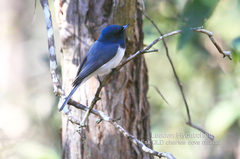 Myiagra rubecula