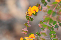 Pultenaea spinosa