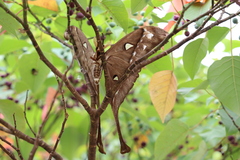 Coscinocera hercules