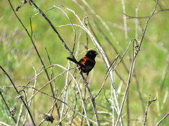 Malurus melanocephalus