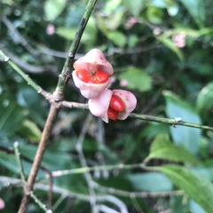Euonymus hamiltonianus sieboldianus