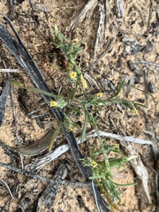 Podotheca angustifolia